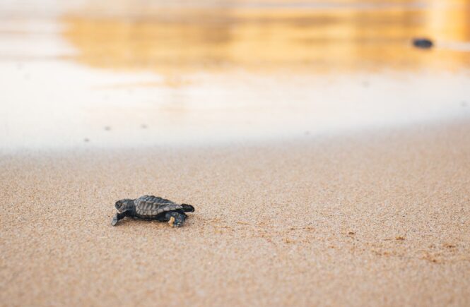things to do in la union like volunteering at a sea turtle hatchery