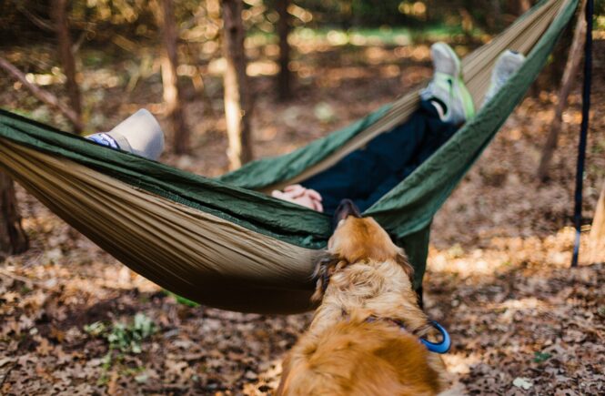 camping with dogs on pet-friendly campsites