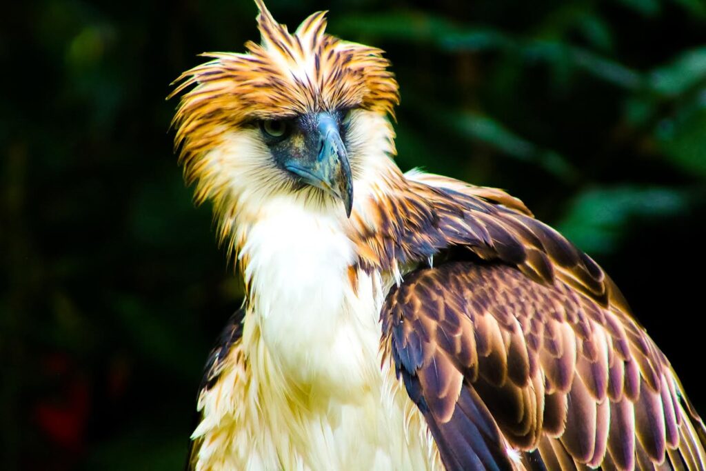why visit davao philippine eagle center
