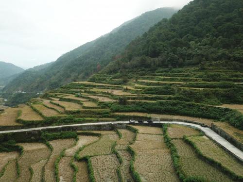 Rice Terraces 